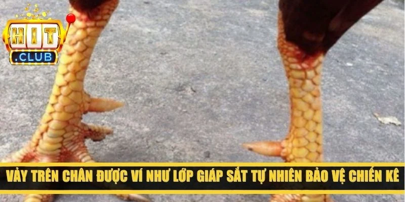 Vảy trên chân được ví như lớp giáp sắt tự nhiên bảo vệ chiến kê