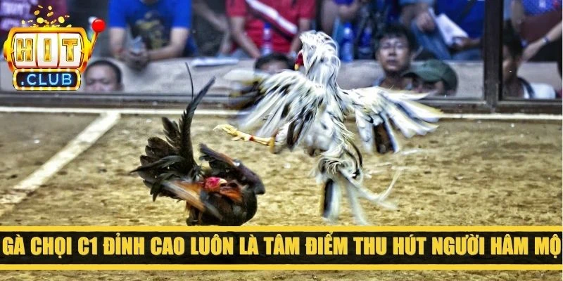 Gà chọi c1 đỉnh cao luôn là tâm điểm thu hút người hâm mộ